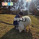 쉼터 | 홍천 비발디파크 근처 아이와 가볼만한 곳 하양목장