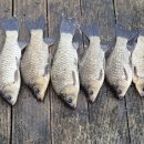 성호좌대 이미지