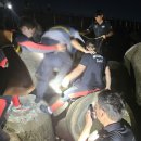 하모리-38 이미지