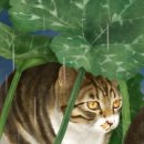 우산쓴고양이 이미지