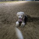 장자호수공원(반려견놀이터) | [반려견운동장] 서울 근교 무료 강아지 운동장 방문 후기 - 경기도 구리 장자호수공원