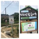 지리산황금나무 이미지