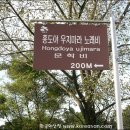 홍도야우지마라 이미지