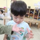 복수박 나들이 (꽃7.13) 이미지