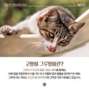 안녕, 그루밍 이미지