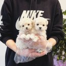 창원강아지분양 헬스독 애견입양 말티푸들포메라니안미니비숑 | 부산 강아지분양 부산강아지분양 헬스독 애견입양 말티푸들포메라니안미니비숑