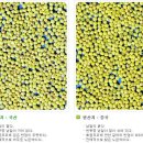 임금님진상품 기장쌀 이미지