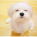 아지와 옹이 이미지