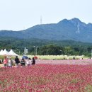 천일홍축제 티스토리