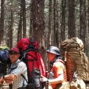 숲속의 향기 이미지