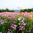 꽃, 보러와요