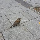 명성1호 농장 | 키친205 홍대점 | 사계절 내내 생딸기를 맛볼 수 있는 딸기케이크 맛집 딸기밭케이크 솔직후기