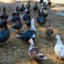 동녁농장 이미지