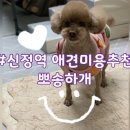 오늘도 뽀송하개 이미지