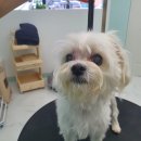 큐티하개_함 이미지