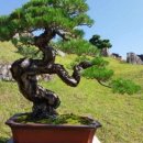 정부세종청사 시외버스터미널 이미지