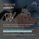 금릉동물의료센터 네이버블로그