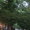 계곡이 바로 앞에 있는 충북 제천 애견 동반 가능 캠핑장 엘림펜션캠핑장 이용 후기~