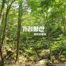 개도 사람길 | [100대명산] 이끼 좋아하세요? 가리왕산 이끼 산행하다 길 잃은 후기 (장구목이 ~ 발심사)