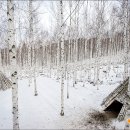 원대리 자작나무숲 이미지