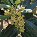 올리브나무 이미지