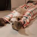 숨공예천 | 감성 가득, 예천 애견동반 촌캉스 숙소 숨공예천 추천 (외관 예쁨주의)