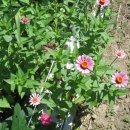 둥이네농장2 이미지