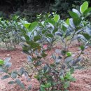 분지농장 이미지