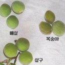 매실의 효능과 술 담그는 법 이미지