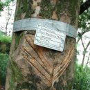 고무나무 (Rubber Tree)