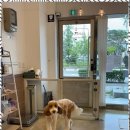 아리스타펫 이미지