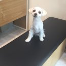 말티스토리 이미지