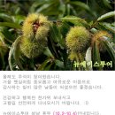 에이스투어 이미지