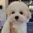 광명메디컬 | 광명강아지입양후기, 우리 가족에게 온 행복 보따리 이야기