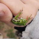 청개구리 이미지