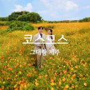 그대봄 | 제주 웨딩스냅 그대랑제주 후기 4편｜일몰 직전 20분 만에 건진 제주 코스모스 웨딩스냅 성공 후기