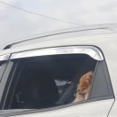 내리해물 이미지