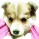 내사랑땡구 Daum카페