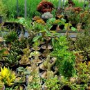 다미농원 이미지