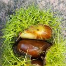 따오기품은 세진마을 이미지