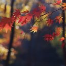 구갈레스피아공원 이미지