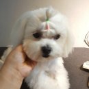 예뻐해줄개 이미지