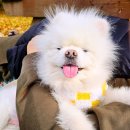 작은왕국어린이집 | 경기 양주 당일 바베큐캠핑 가족여행하기 좋은 강아지동반가능 남경수목원