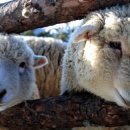 양양목장 이미지