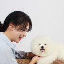 애견미용실 이미지