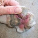 아침동물병원 이미지