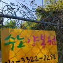 수노양봉원 네이버블로그