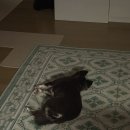 신도림타이어 | 25.12.03~25.12.15(신도림콘피/비발디파크/스노우보드/고봉삼계탕광화문점/두바이쫀득쿠키/아담떡공방후기)