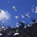 백로마을 이미지