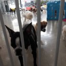 땡큐멍냥 이미지